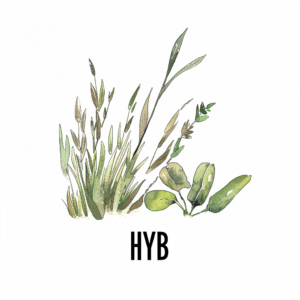 HYB meaning