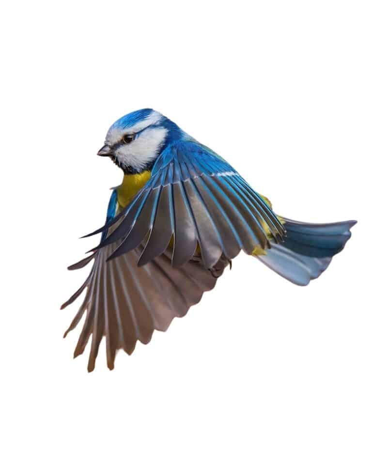 The Bird That Couldn't Fly
